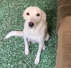 Perro Mestizo perdido en La Guaira