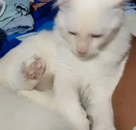 Gato perdido en La Guaira