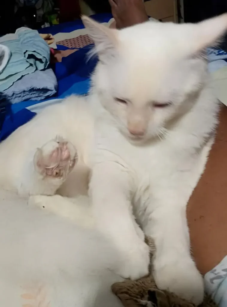 Gato perdido