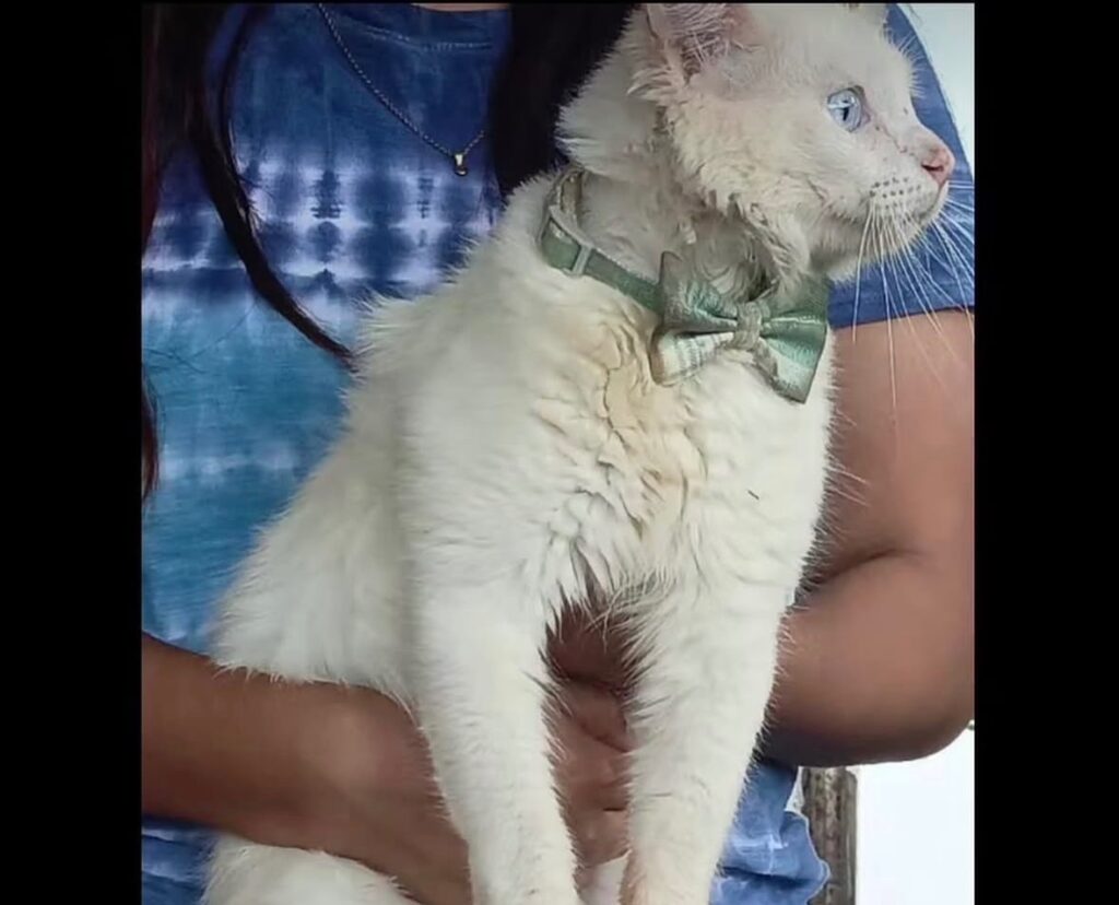 Perro encontrado
