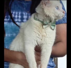 Perro encontrado en Distrito Capital