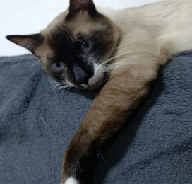 Gato Siamés perdido en La Guaira