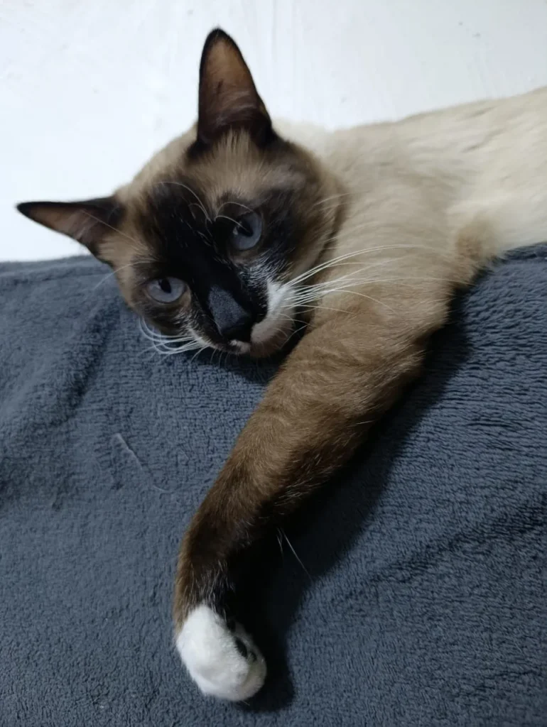 Siquito