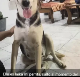 Perro perdido en La Guaira