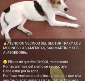 Perro perdido