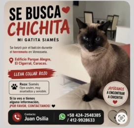 Perro perdido en Distrito Capital