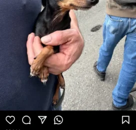 Perro perdido en Distrito Capital