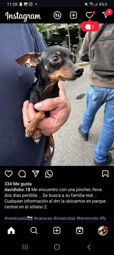 Perro perdido