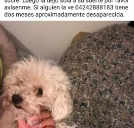 Perro perdido en Distrito Capital