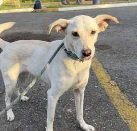 Perro Mestizo perdido