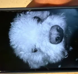 Perro Poodle (Caniche) perdido en La Guaira