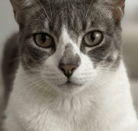 Gato Otra perdido en Miranda