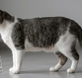 Gato Otra perdido en Miranda