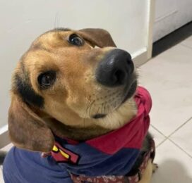 Perro Mestizo perdido en Distrito Capital
