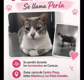 Gato Otra perdido en Miranda