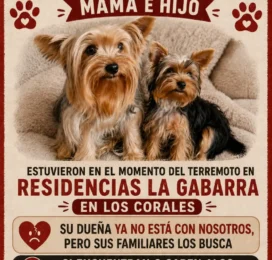 Perro Yorkshire Terrier perdido en La Guaira