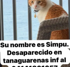 Gato perdido en La Guaira