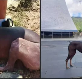 Perro perdido