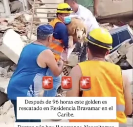 Perro Golden Retriever encontrado