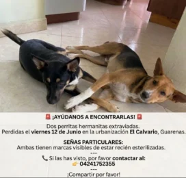 Perro perdido en Miranda