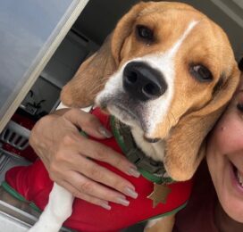 Perro Beagle perdido en La Guaira