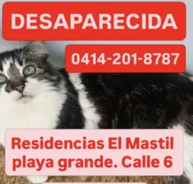Perro perdido en La Guaira