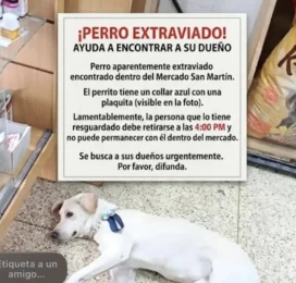 Perro perdido