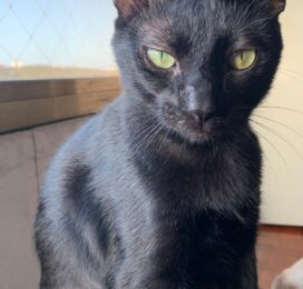 Gato perdido en La Guaira