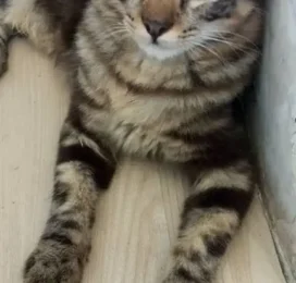 Gato perdido en La Guaira