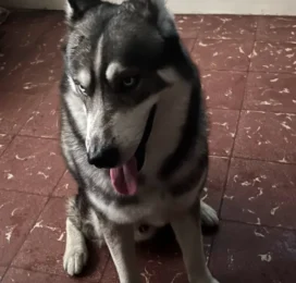 Perro Husky Siberiano perdido en La Guaira
