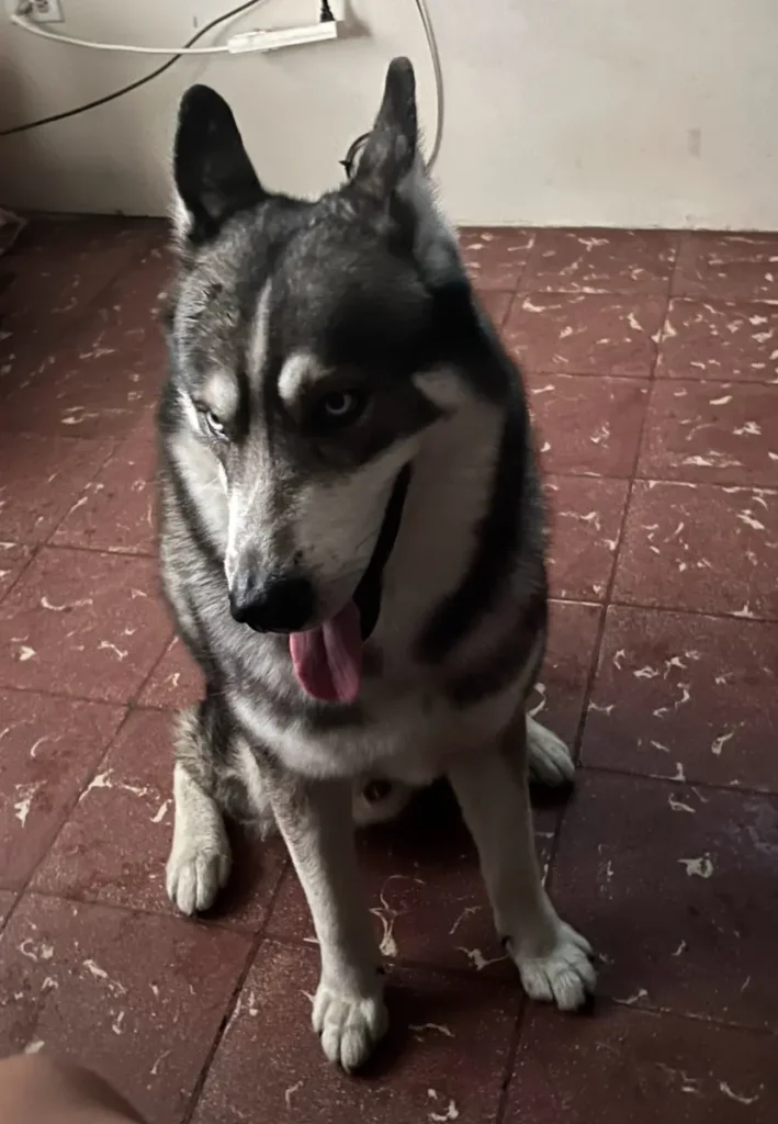 Balto