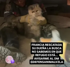 Perro encontrado