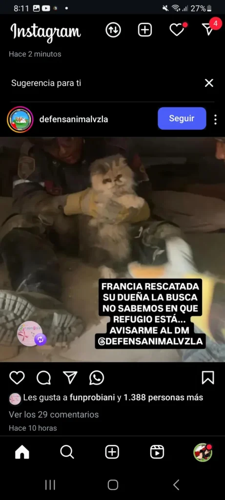 Perro encontrado