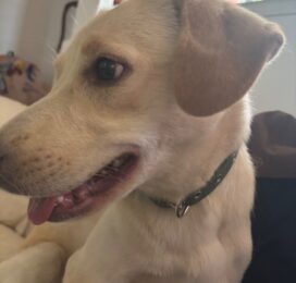 Perro encontrado en La Guaira