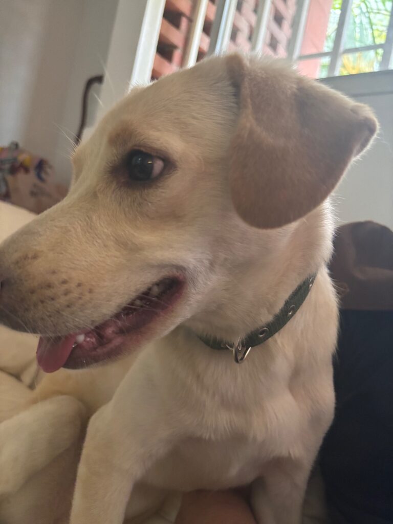 Perro encontrado