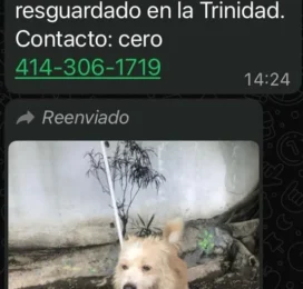 Perro encontrado en Miranda