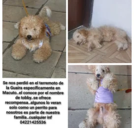 Perro Poodle (Caniche) perdido en La Guaira