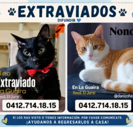 Gato perdido en La Guaira