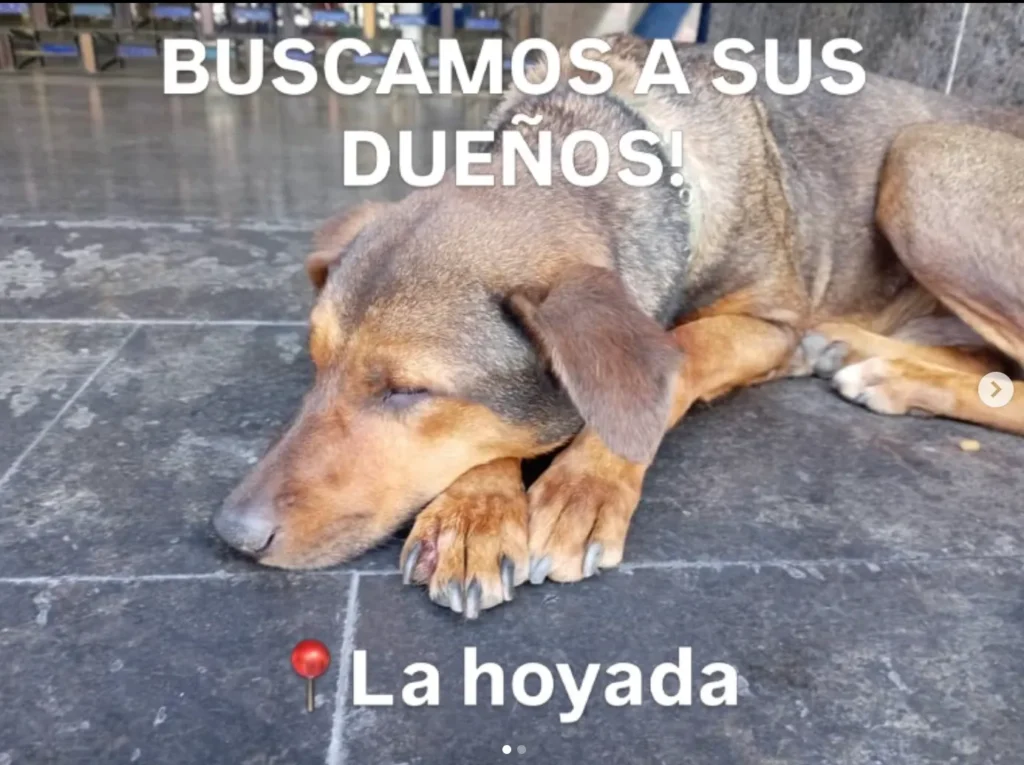 Perro encontrado