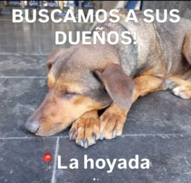 Perro encontrado en Distrito Capital