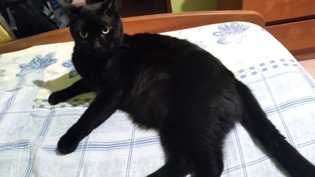 Loki