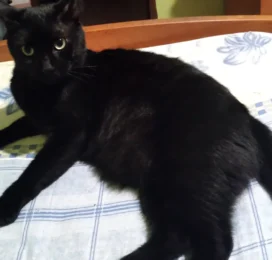 Perro Mestizo perdido en La Guaira