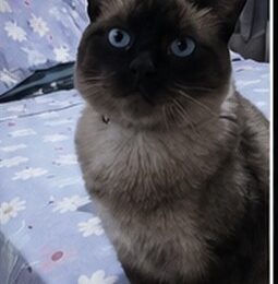 Gato perdido en Distrito Capital