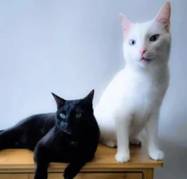 Gato perdido