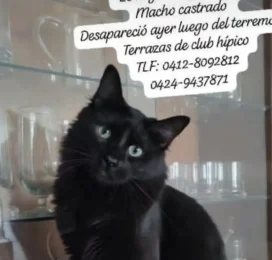Perro perdido en Miranda