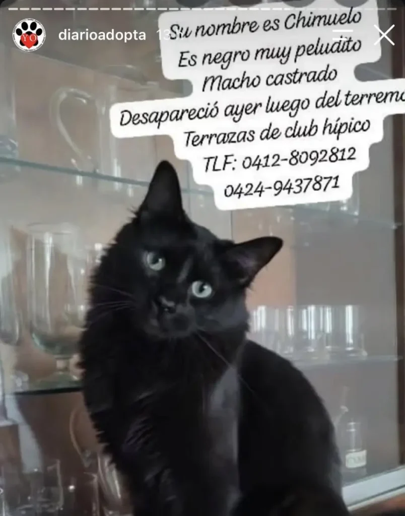 Chimuelo