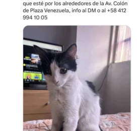 Perro perdido