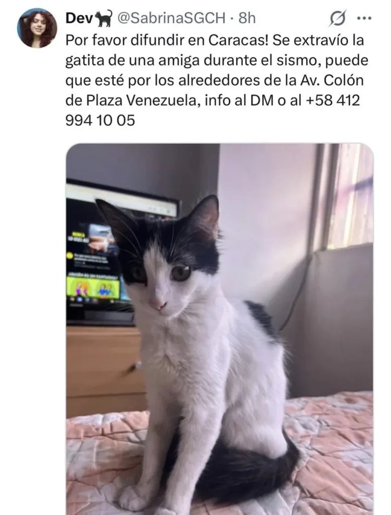 Perro perdido