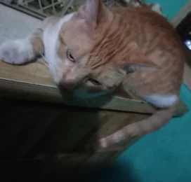 Perro perdido en Carabobo