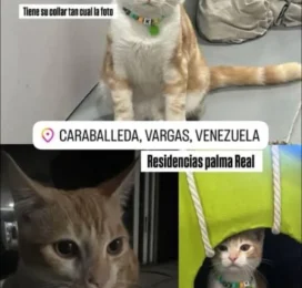 Gato perdido en La Guaira